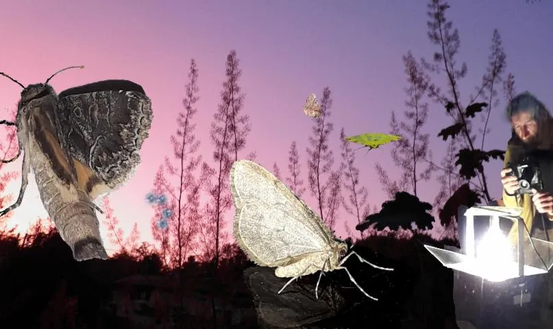 Image qui illustre: La découverte du monde mystérieux et fascinant des papillons de nuit et de leurs plantes dans le jardin.