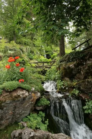 Image qui illustre: Jardin Botanique Alpin "la Jaÿsinia"