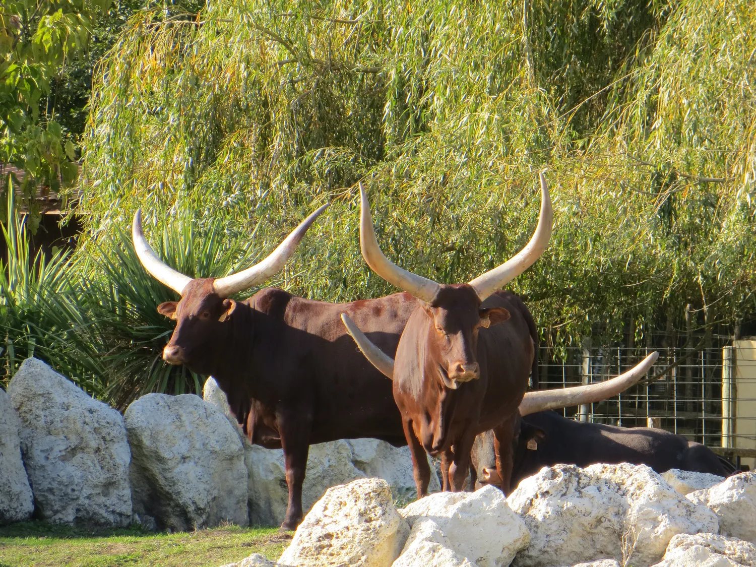 Image qui illustre: La Ferme Exotique à Cadaujac - 1