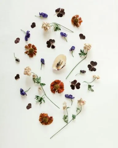 Image qui illustre: Sortie Plantes Medicinales De L'equinoxe