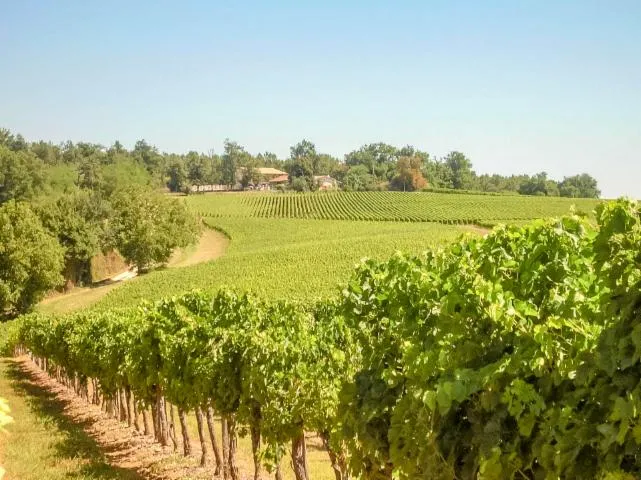 Image qui illustre: Circuit des vignobles