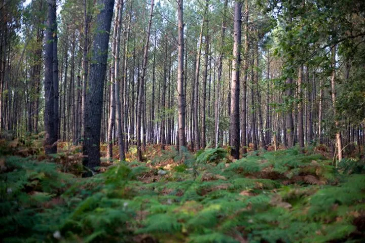 Image qui illustre: A Saint-Symphorien, François Mauriac, un adolescent d'autrefois