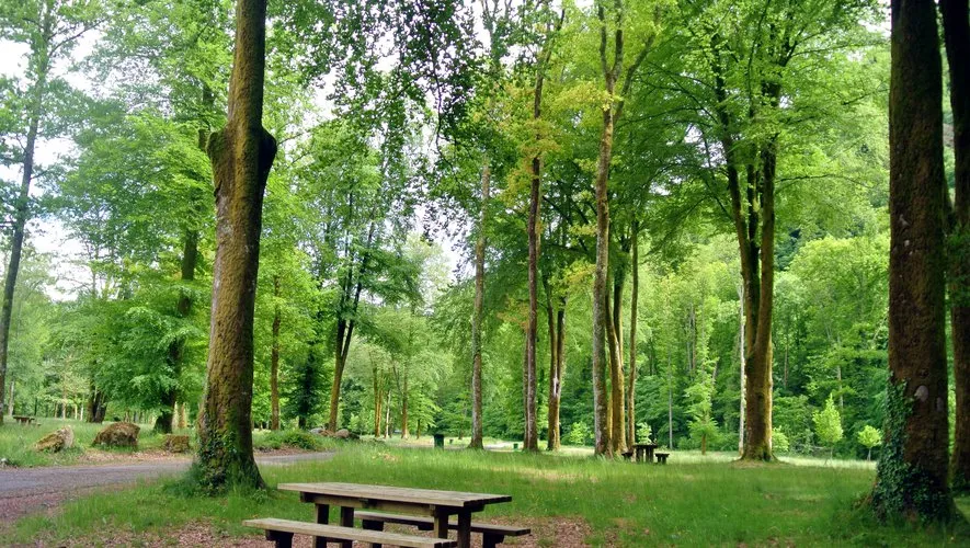 Image qui illustre: Bois de Lourdes