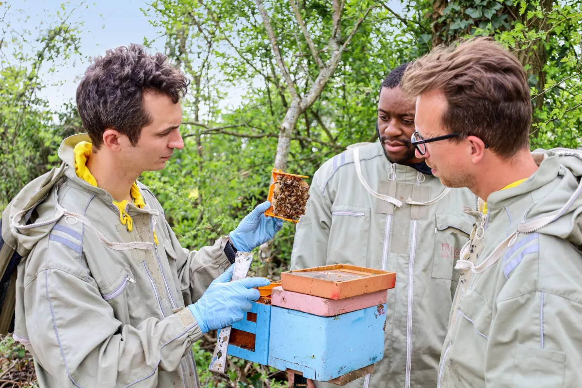 Image qui illustre: Formez-vous à l'apiculture sur une journée à Gometz-la-Ville - 2