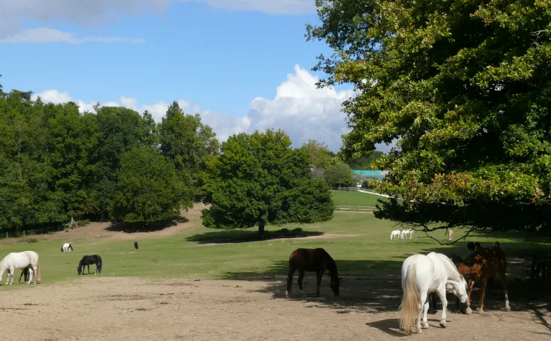 Image qui illustre: Domaine de la Burthe à Floirac - 1