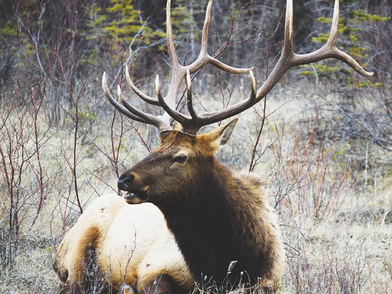 Image qui illustre: À La Découverte Du Brame Du Cerf à Plainfaing - 0