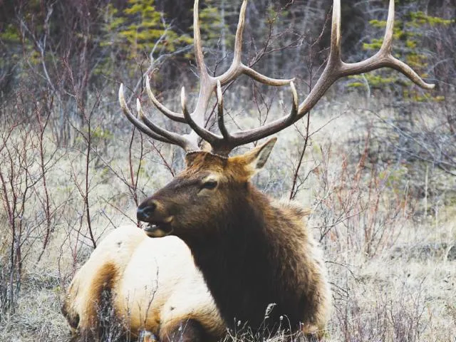 Image qui illustre: À La Découverte Du Brame Du Cerf