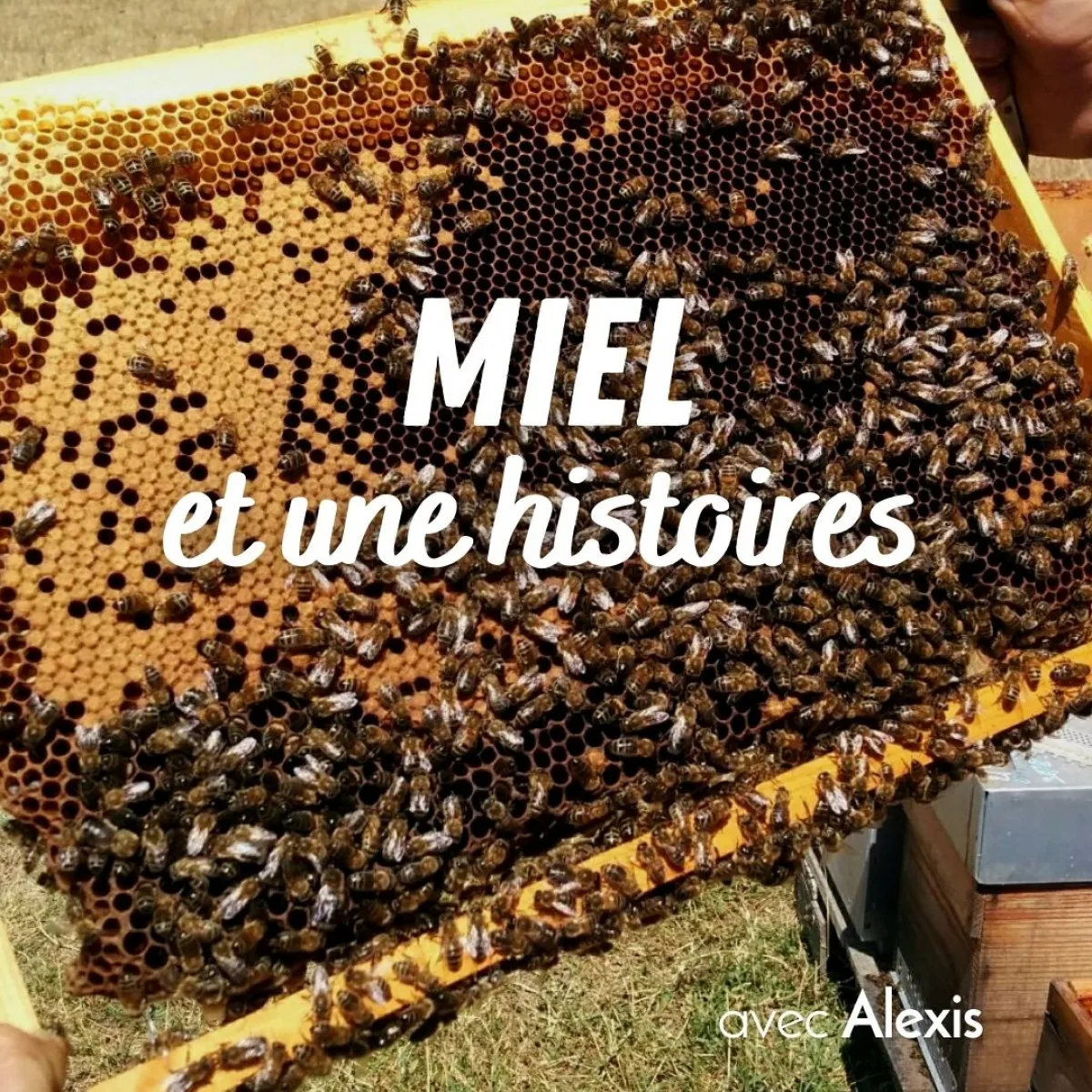 Image qui illustre: Initiez-vous à l'apiculture à Petit-Mars - 0