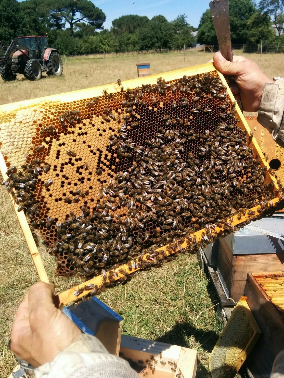 Image qui illustre: Initiez-vous à l'apiculture à Petit-Mars - 1