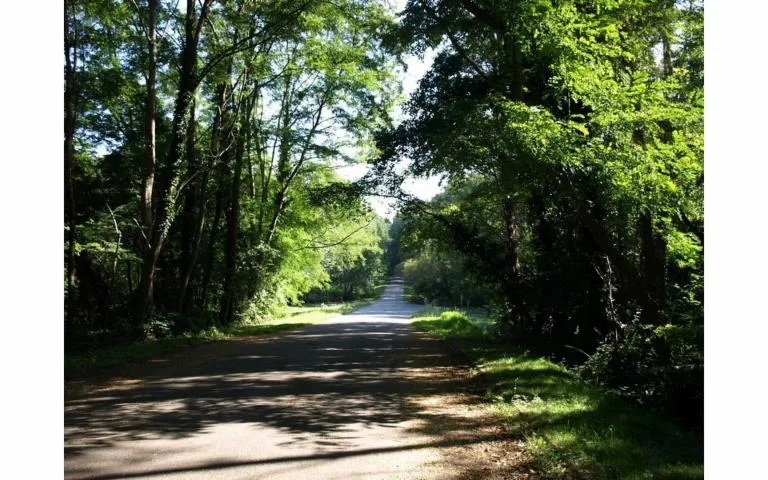 Image qui illustre: Forêt Domaniale De Bastard