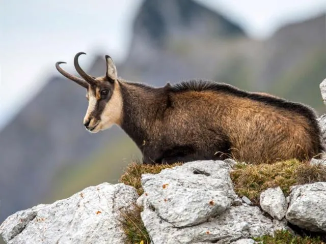 Image qui illustre: Observation Des Chamois