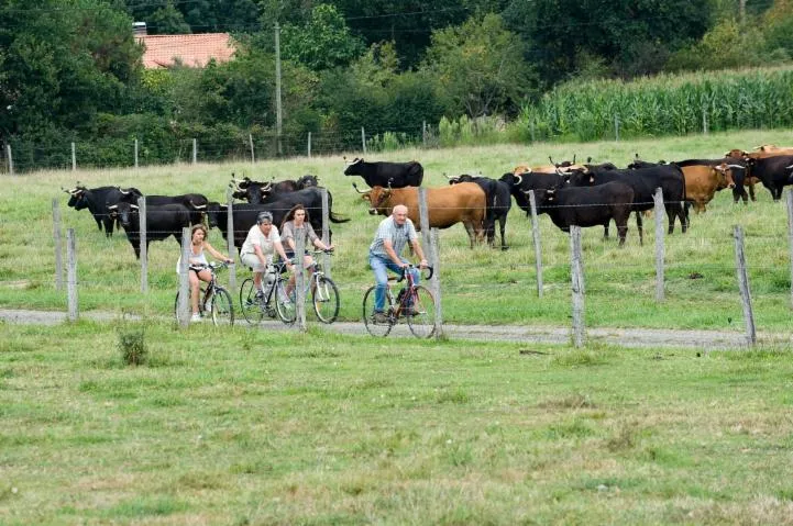 Image qui illustre: Ganaderia De Maynus