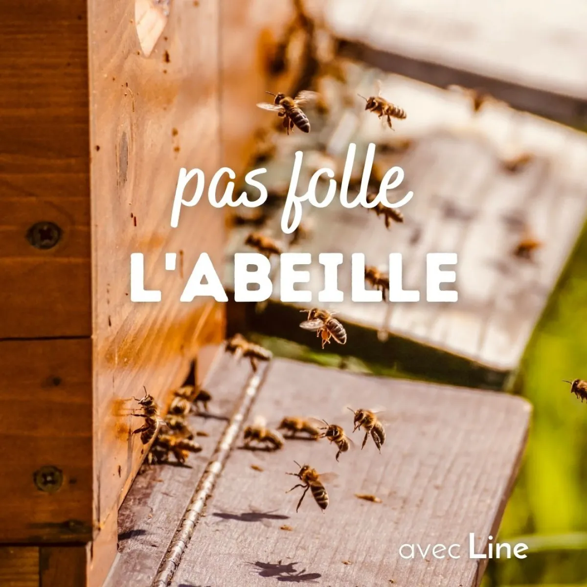 Image qui illustre: Initiez-vous à l'apiculture à Saint-Sève - 0