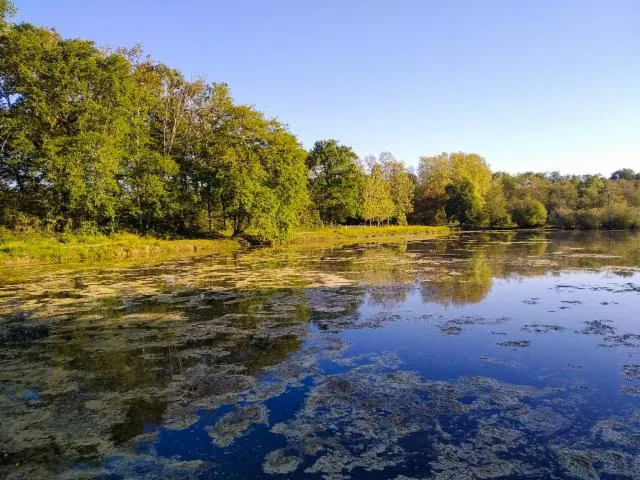 Image qui illustre: Etang et tant...