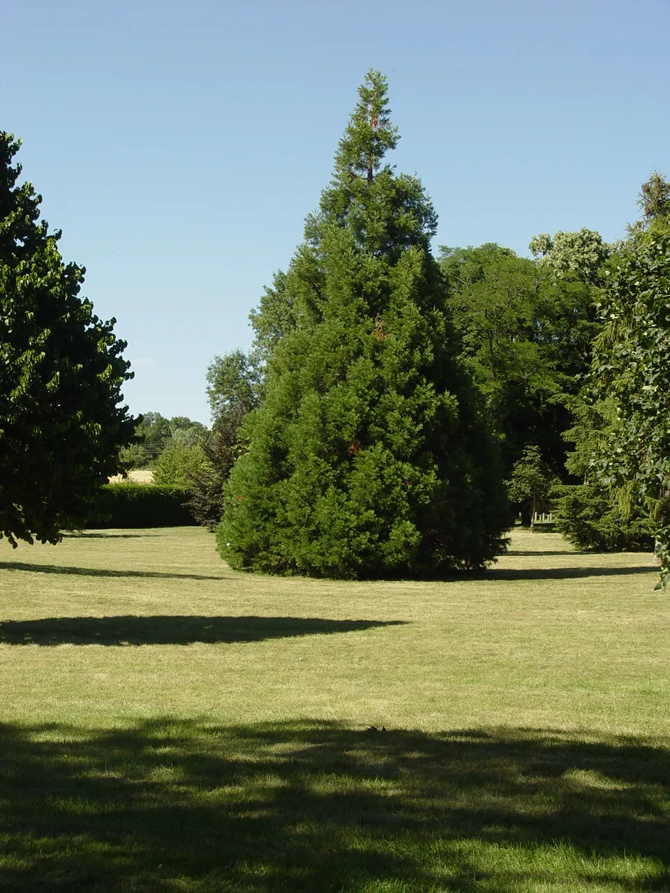Image qui illustre: L'arboretum à Trie-Château - 0