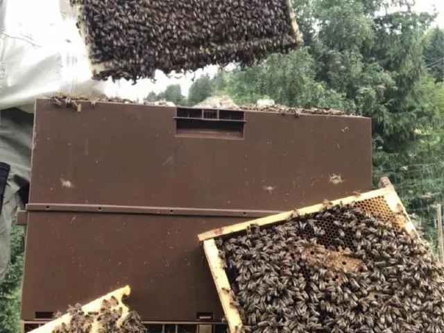 Image qui illustre: Rucher Du Grand Tetras