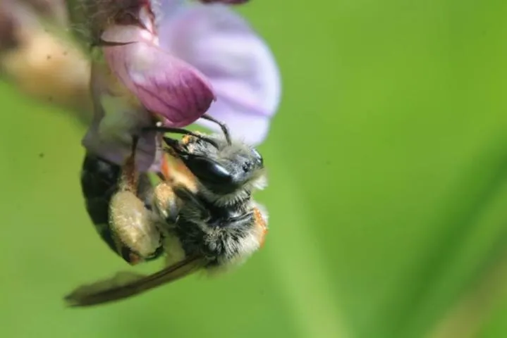 Image qui illustre: Sortie nature : à la découverte des insectes pollinisateurs