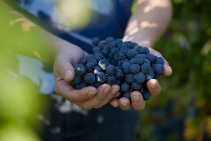 Image qui illustre: Vignobles Bardet