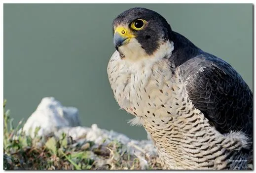 Image qui illustre: Sortie nature : Les faucons Pèlerins en vallée de Seine