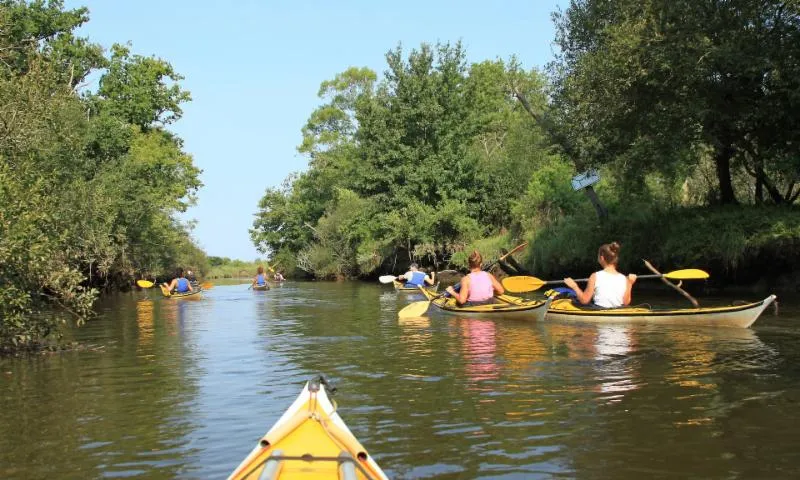 Image qui illustre: Delta de la Leyre