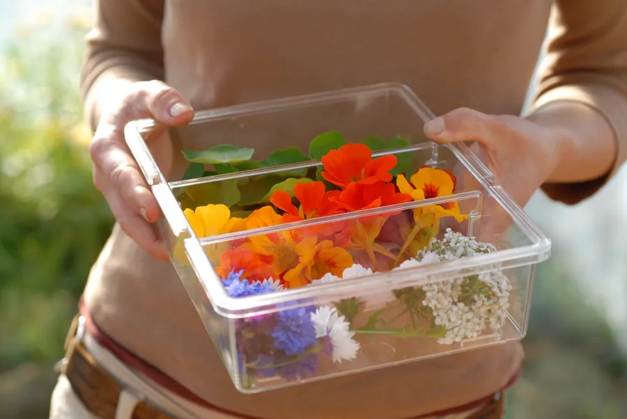Image du carousel qui illustre: Cueillez vos fleurs comestibles à Ploërmel