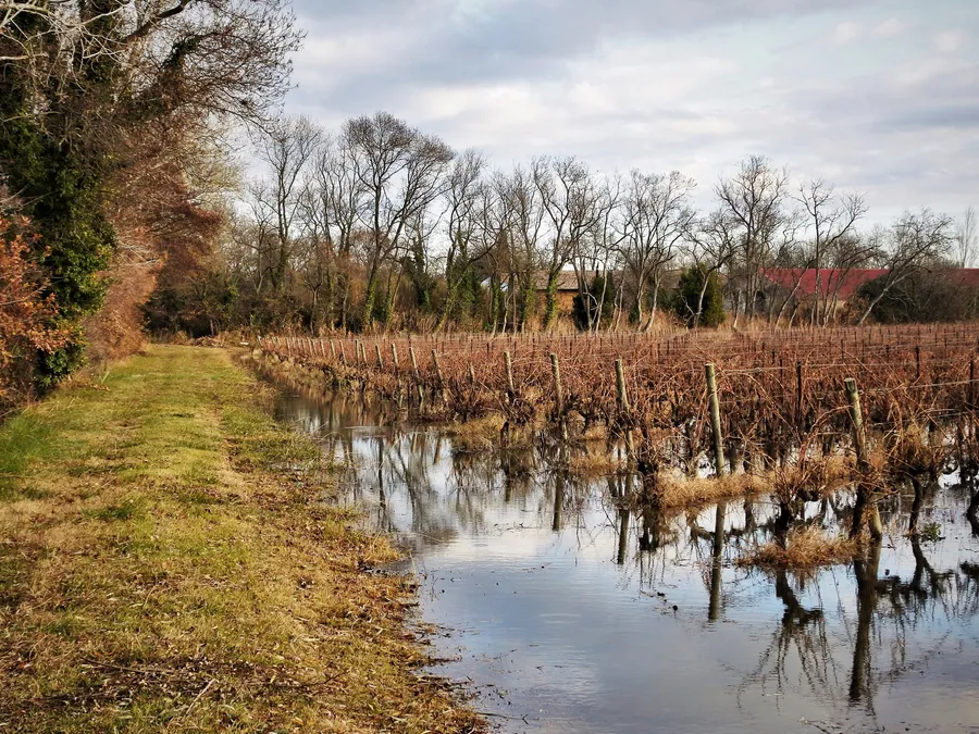 Image du carousel qui illustre: Le vignoble de Camargue, les vins du delta à Arles