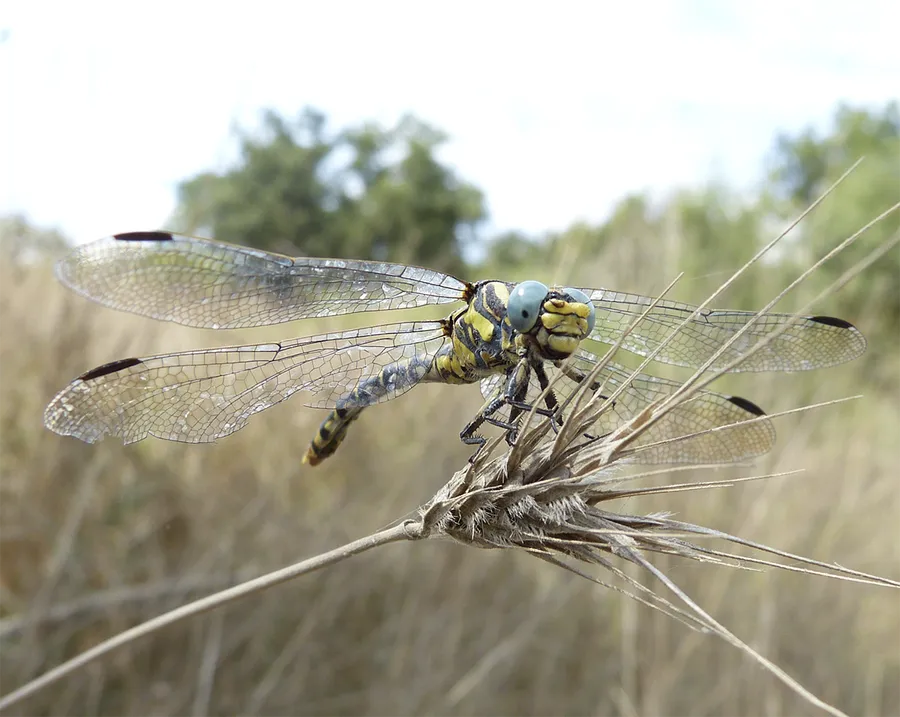 Image du carousel qui illustre: Les Petites Bêtes Du Bord De L'eau à Ceyras