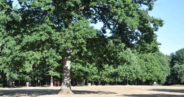 Image du carousel qui illustre: Les Bois De Saint-pierre à Smarves