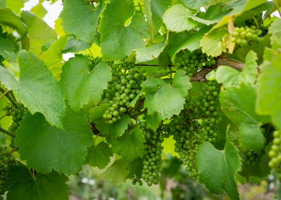 Image du carousel qui illustre: Apprenez à soigner la vigne et dégustez du vin à Vertou