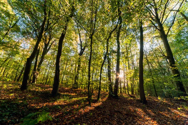 Image du carousel qui illustre: Un Été Avec Le Parc, Festival Ranq'art La Foret, Genese Du Sol Fertile à Mont Lozère et Goulet