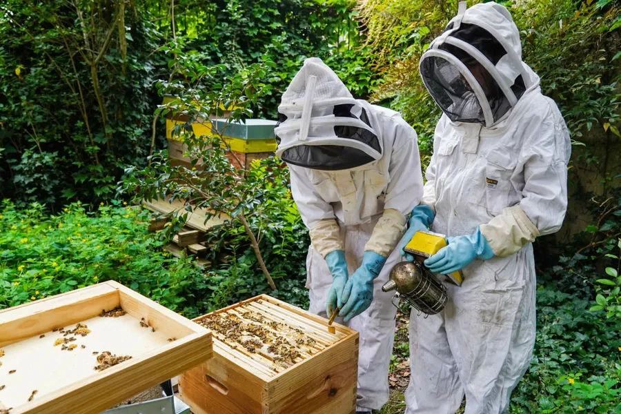 Image du carousel qui illustre: Initiez-vous à l'apiculture urbaine à Malakoff