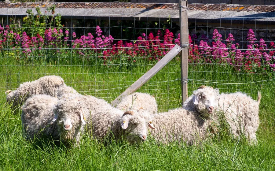 Image du carousel qui illustre: Une journée dans un élevage de chèvre angora à Chaussy