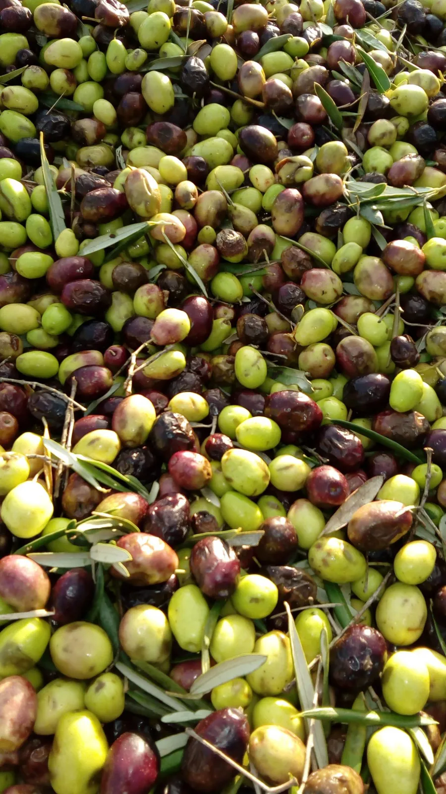 Image du carousel qui illustre: Visitez une oliveraie en culture biologique à Fontvieille