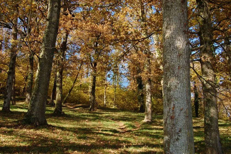 Image du carousel qui illustre: Sentier Le Bois Du Curé Et Des Mille Diables à Châteauneuf-la-Forêt