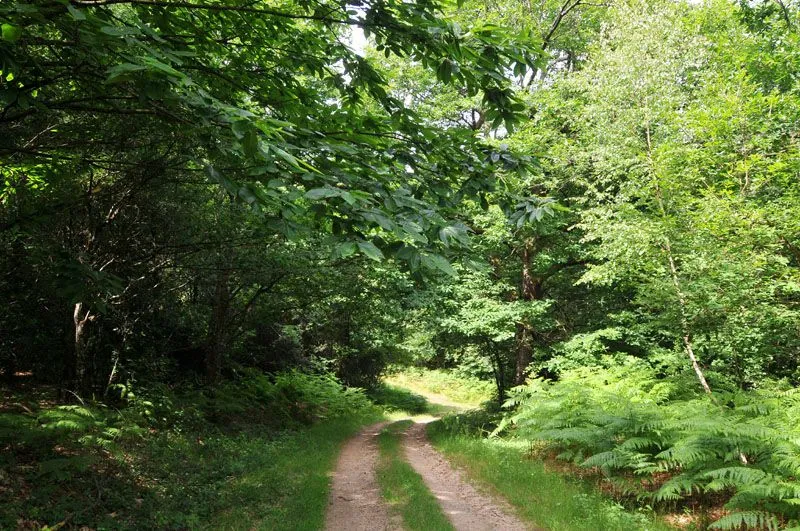 Image du carousel qui illustre: Sentier Le Bois Du Curé Et Des Mille Diables à Châteauneuf-la-Forêt