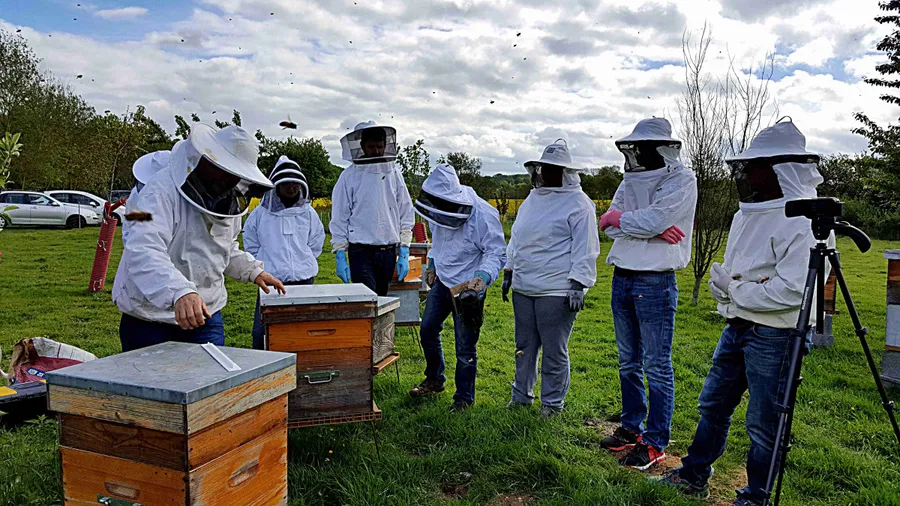 Image du carousel qui illustre: Découvrez l'apiculture à Laize-Clinchamps