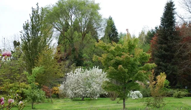 Image du carousel qui illustre: Arboretum Adeline à La Chapelle-Montlinard