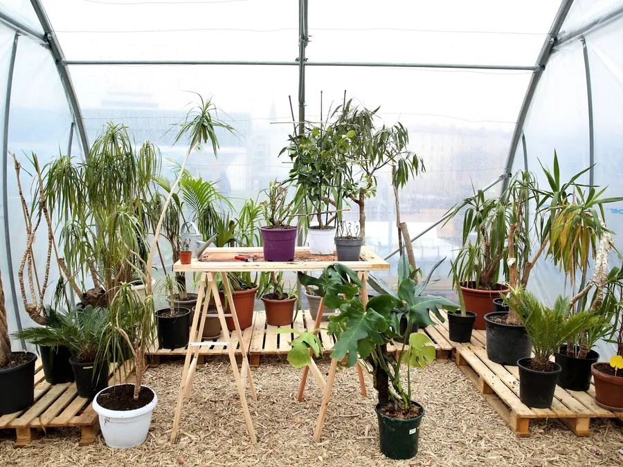 Image du carousel qui illustre: Créez un remède biologique pour soigner votre plante à Lyon