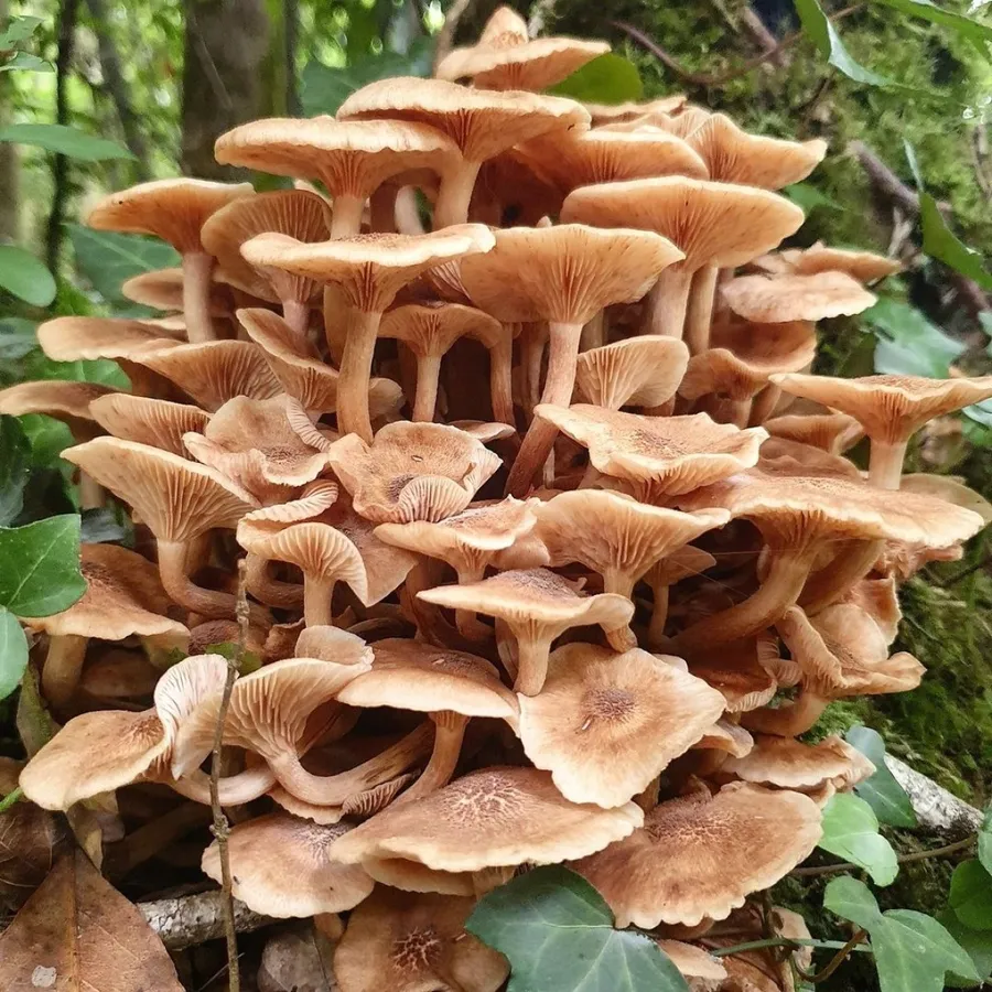 Image du carousel qui illustre: Cueillez vos champignons sauvages à Gaillan-en-Médoc