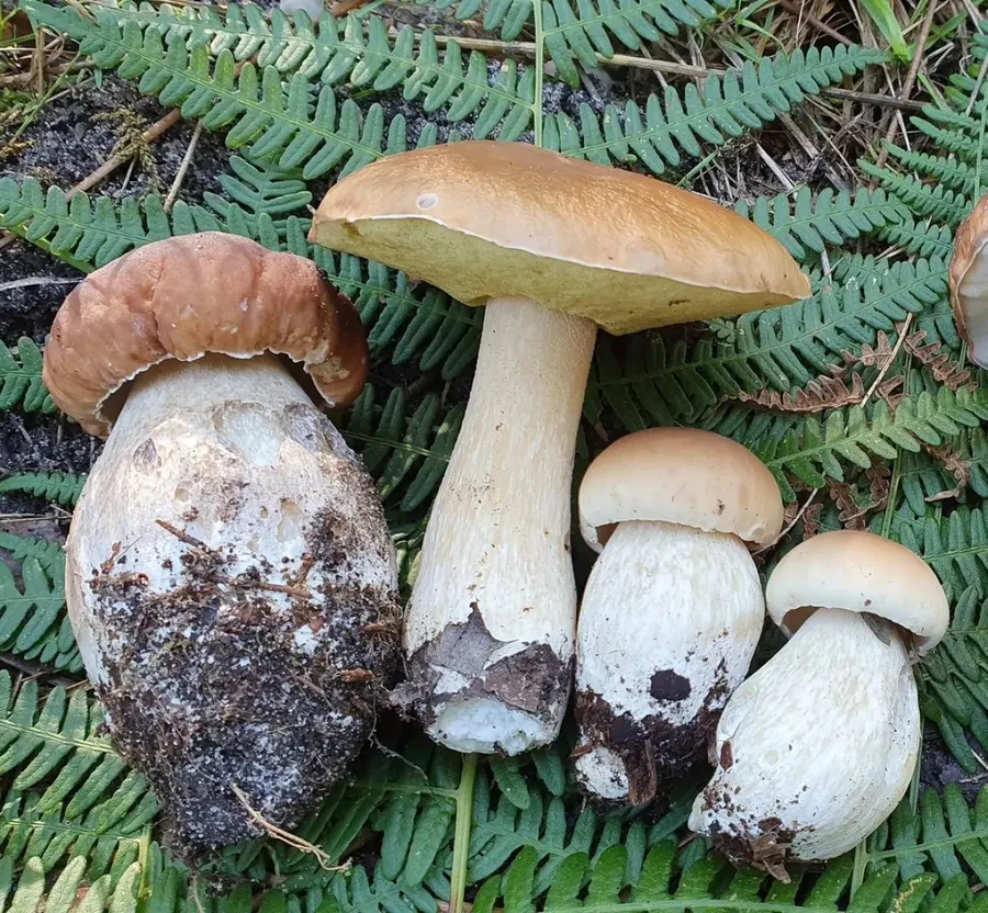 Image du carousel qui illustre: Cueillez vos champignons sauvages à Gaillan-en-Médoc