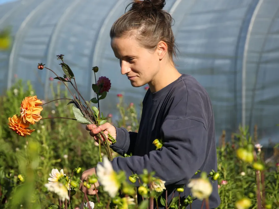 Image du carousel qui illustre: Composez votre bouquet au sein d'une ferme florale à Neulise