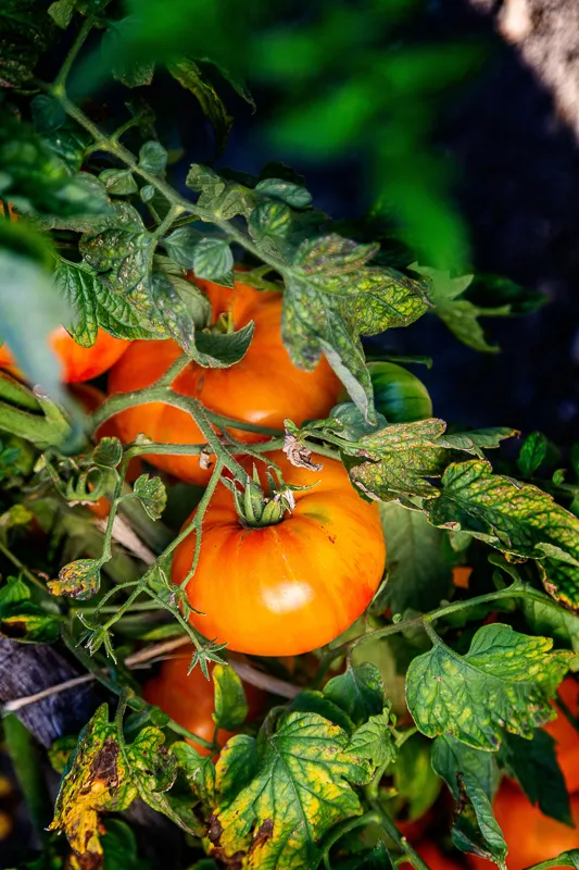 Image du carousel qui illustre: Festival de la Tomate et des Saveurs à Montlouis-sur-Loire