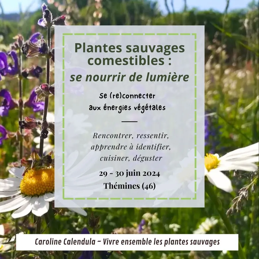 Image du carousel qui illustre: Stage Week-end « plantes Sauvages Comestibles : Se Nourrir De Lumière » À Thémines à Thémines