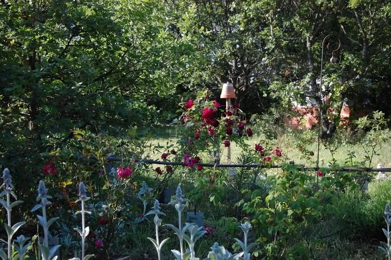 Image du carousel qui illustre: Visite libre de la roseraie de Gérenton à Bédoin
