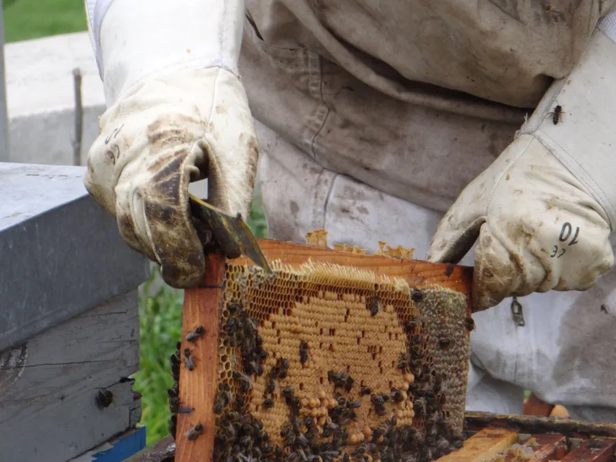 Image du carousel qui illustre: Plongez-vous dans le monde merveilleux des abeilles à Auriol