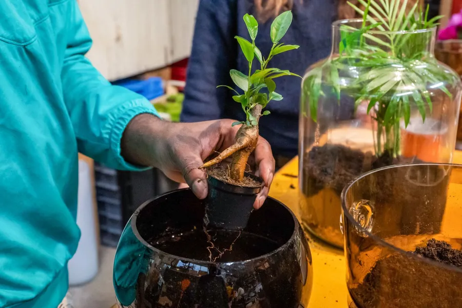 Image du carousel qui illustre: Créez votre terrarium à Paris