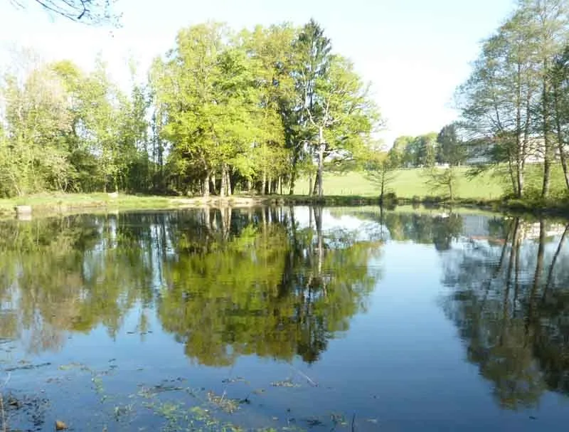 Image du carousel qui illustre: Forêt Des Vaseix Sentier La Promenade De L'étang à Verneuil-sur-Vienne
