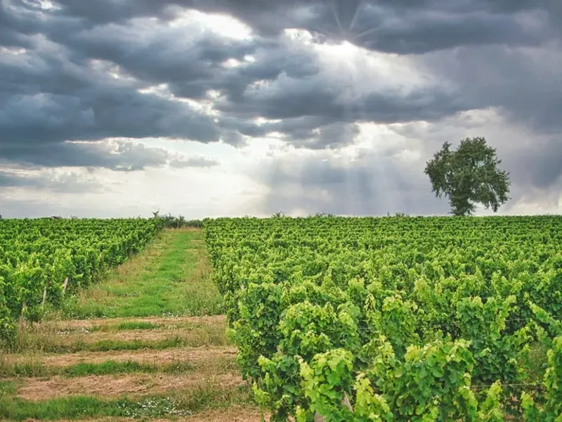 Image du carousel qui illustre: Vignobles Latorse à La Sauve