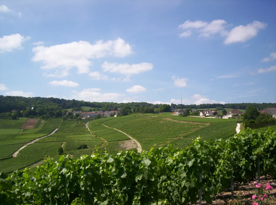 Image du carousel qui illustre: Vignoble de Champagne à L'Épine