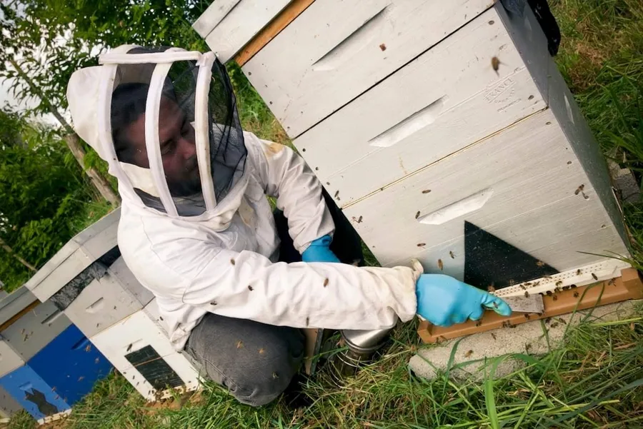 Image du carousel qui illustre: Découvrez l'apiculture en famille à Saint-Pierre-des-Landes